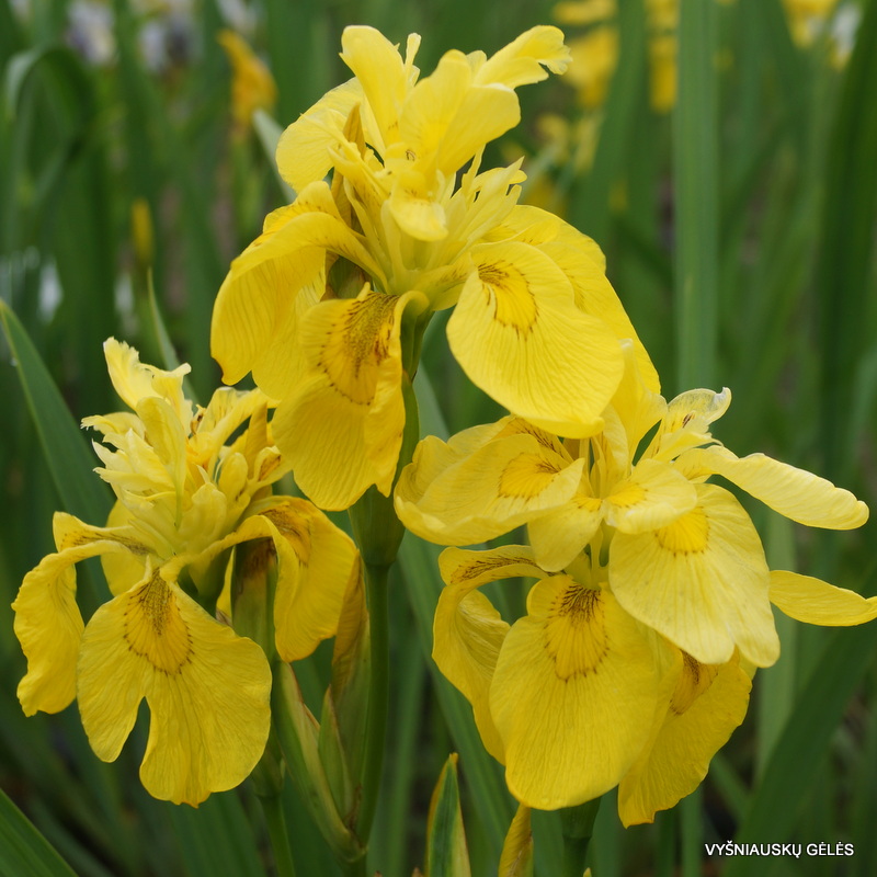 Ирис болотный махровый (Iris pseudacorus 'Multiplex')