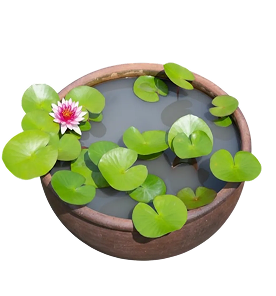 Зимняя передержка водных растений