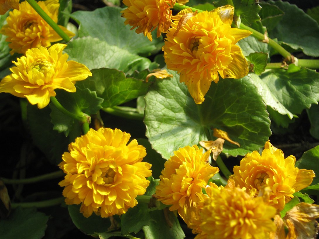 Калужница болотная махровая (Caltha Palustris Multiplex)