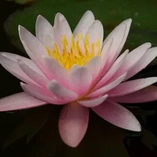 Marliacea Rosea (Марлиака Розеа)