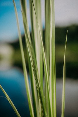Аир болотный полосатый (Acorus calamus 'Variegata')
