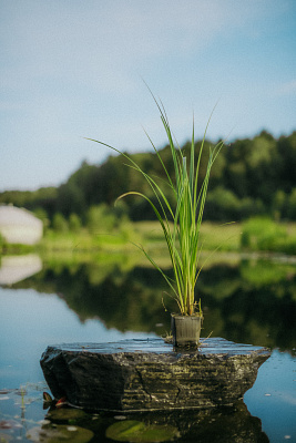 Осока береговая (Carex riparia)