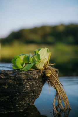 Пистия (Pistia)