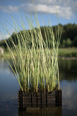 Камыш озерный “Albescens” (Scirpus lacustris Albescens)