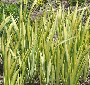 Ирис болотный пестрый (Iris pseudacorus Variegata)