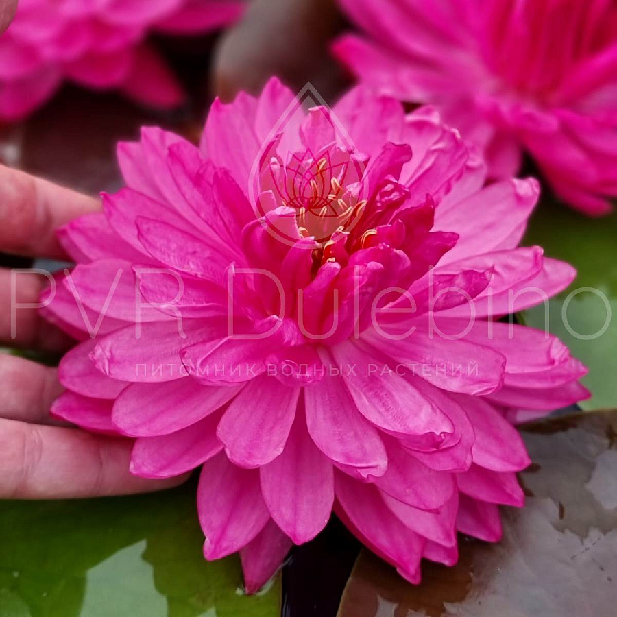 Fuchsia Pom Pom (Фуксия Пом Пом)