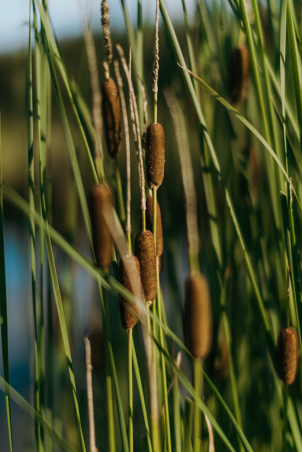 Рогоз грациозный (Typha gracilis)