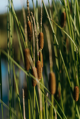 Рогоз грациозный (Typha gracilis)