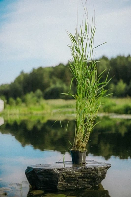 Тростник южный (Phragmites australis)