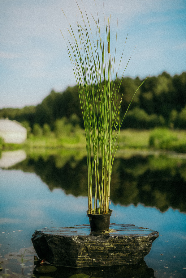 Рогоз Лаксмана (Typha laxmannii)