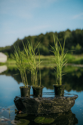 Тростник южный пестрый (Phragmites australis variegata)