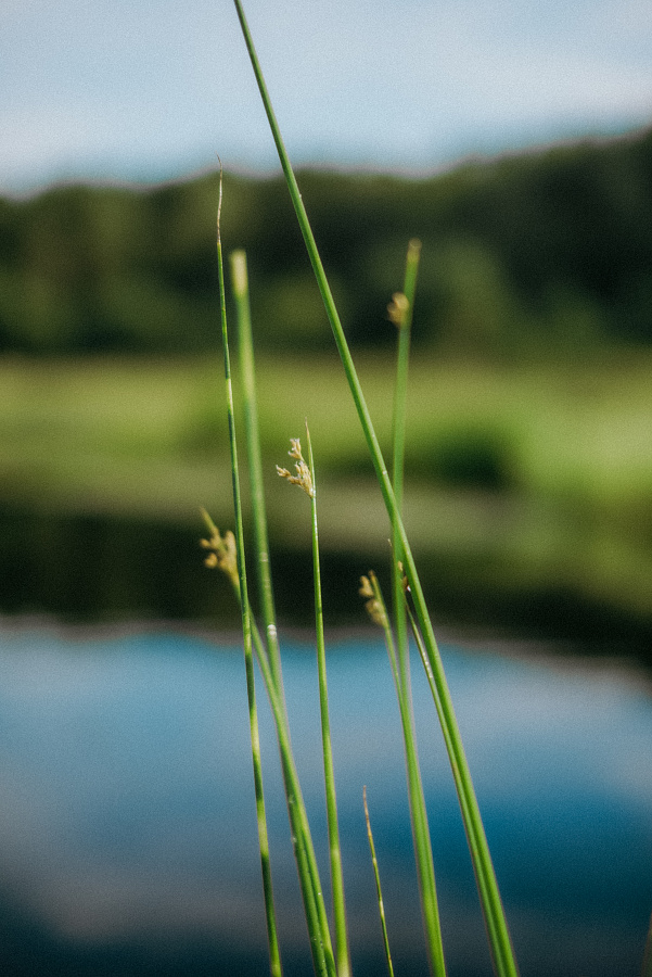 Камыш пестрый ʺZebrinusʺ (Scirpus tabernaemontani 'Zebrinus')