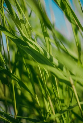 Тростник южный (Phragmites australis)