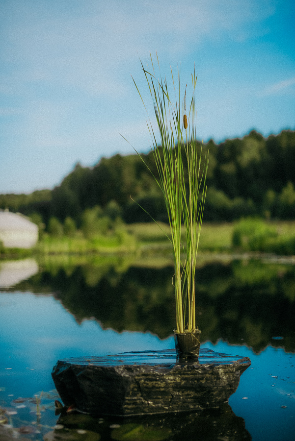 Рогоз Лаксмана (Typha laxmannii)