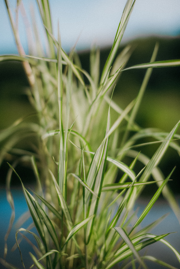 Фалярис тростниковидный (Phalaris arundinacea)