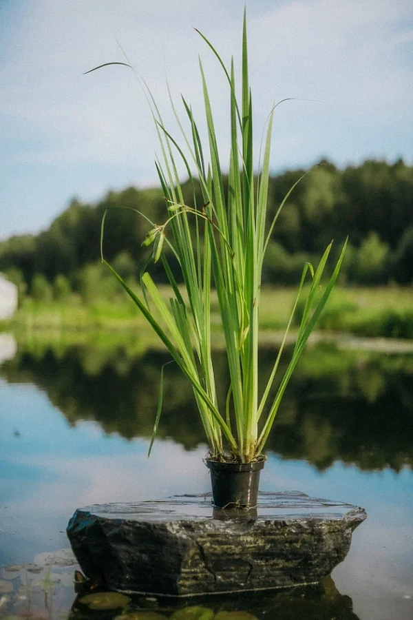 Ирис болотный (Iris pseudacorus)