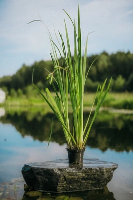 Ирис болотный (Iris pseudacorus)