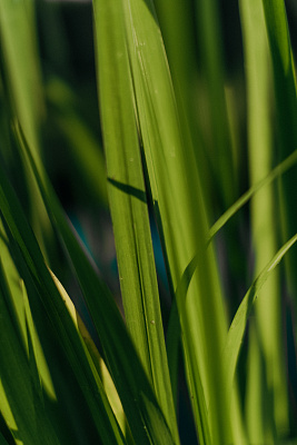 Ирис болотный махровый (Iris pseudacorus 'Multiplex')