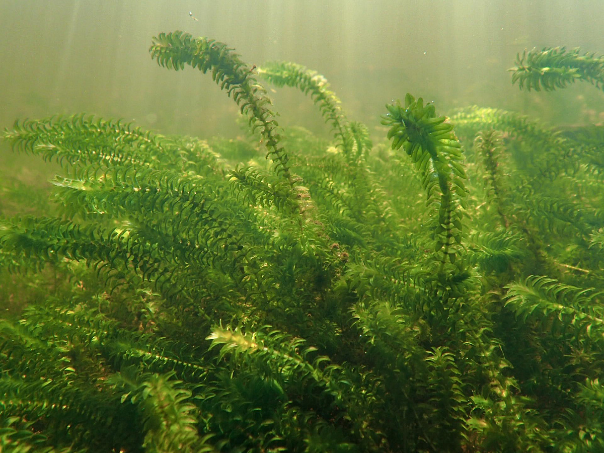 Элодея густая 130-180мм (Elodea) 6-10 шт