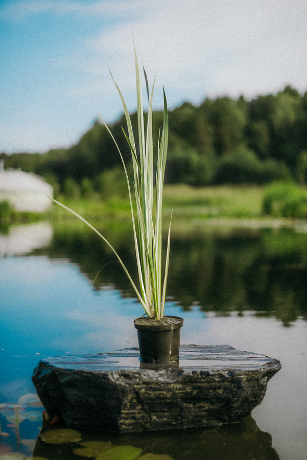 Аир болотный полосатый (Acorus calamus 'Variegata')