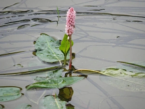 Горец земноводный (Persicaria amphibia)