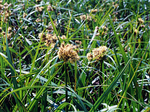 Камыш укореняющийся (Scirpus radicans)