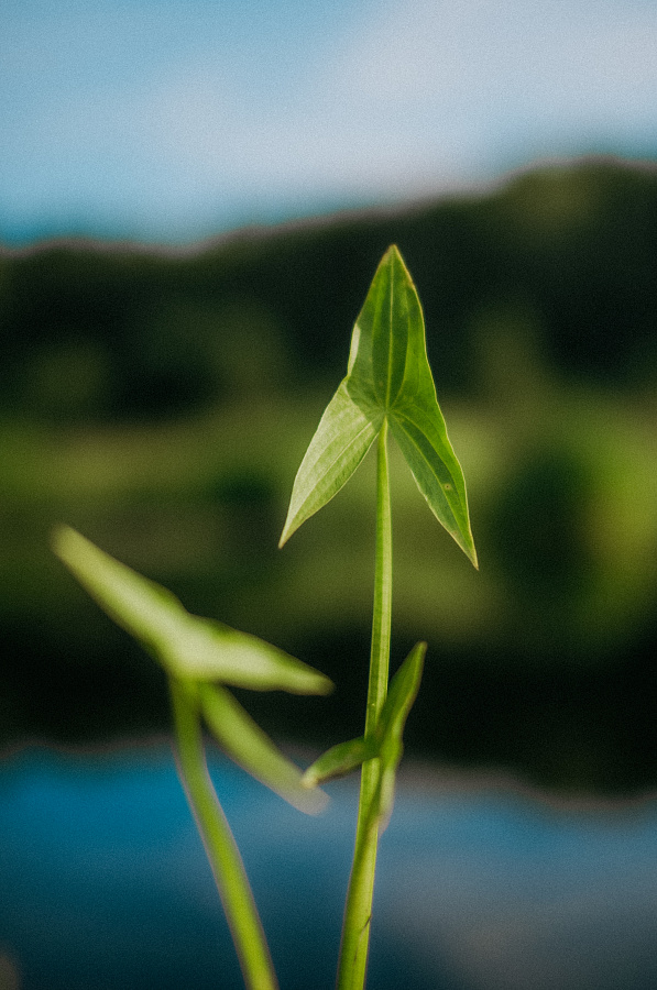 Стрелолист обыкновенный (Sagittaria sagittifolia)