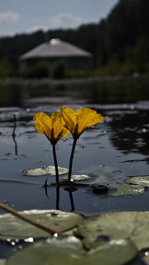 Нимфейник щётковидный (Nymphoides peltata) р9