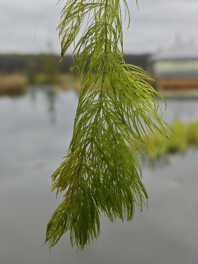 Перистолистник 200-250мм (Myriophyllum) 6-10шт