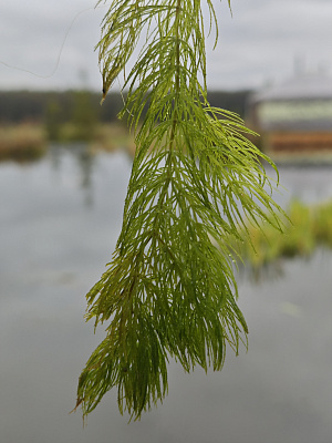 Перистолистник 200-250мм (Myriophyllum) 6-10шт