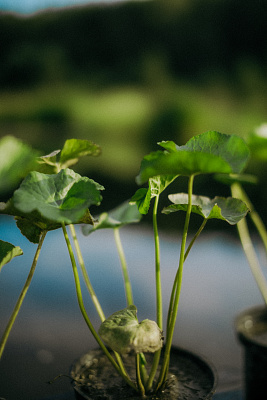Калужница болотная (Caltha palustris)