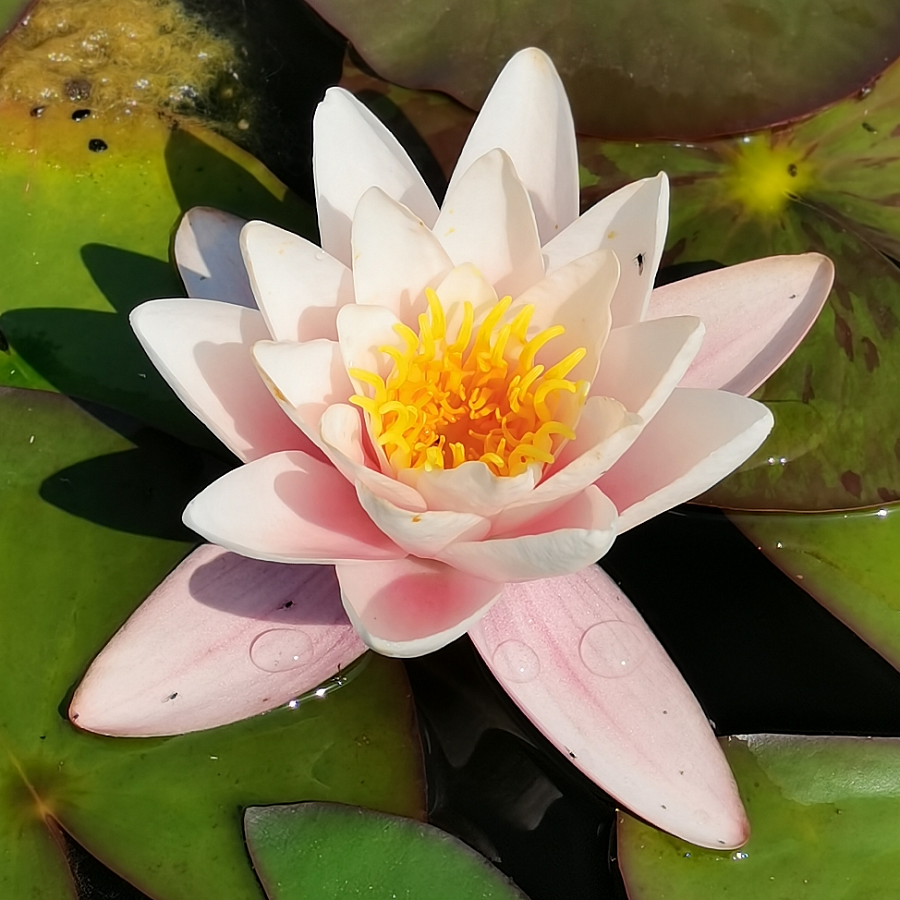 Marliacea Carnea (Марлиака Карнеа)