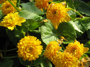 Калужница болотная махровая (Caltha Palustris Multiplex)