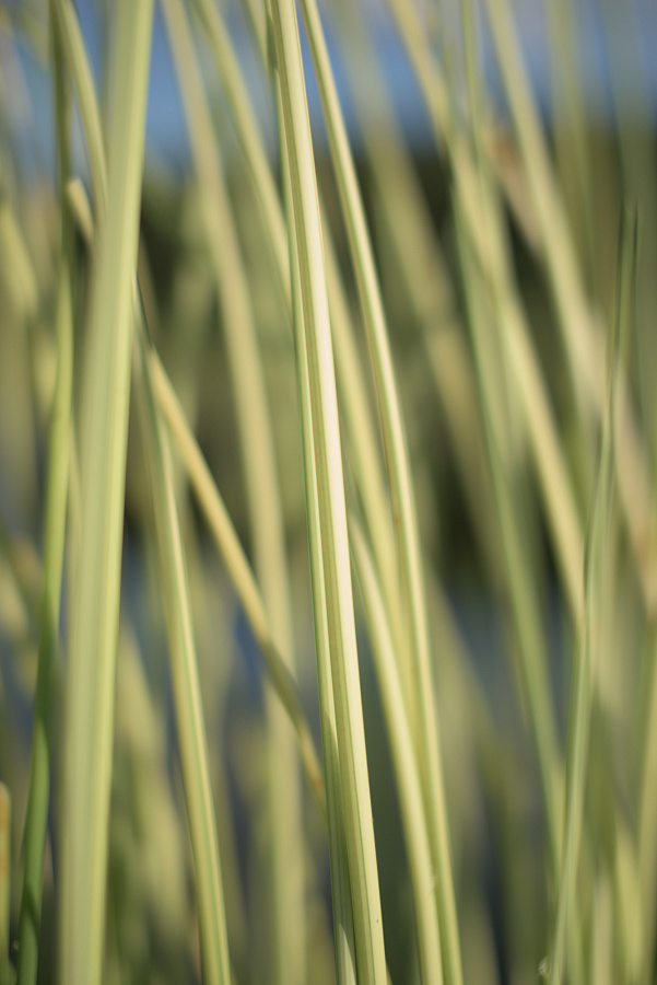 Камыш озерный “Albescens” (Scirpus lacustris Albescens)