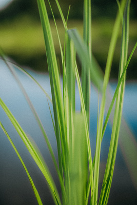 Осока береговая (Carex riparia)