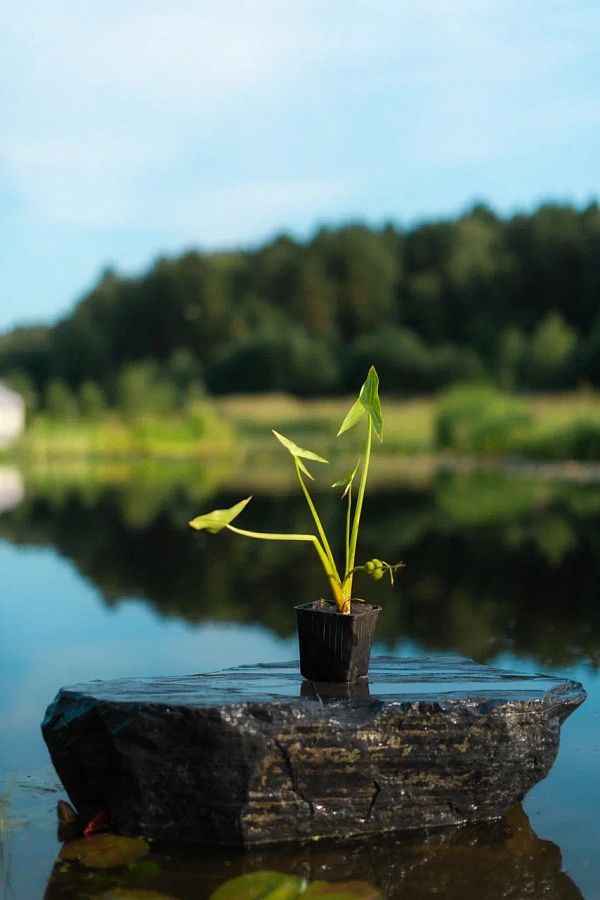 Стрелолист обыкновенный (Sagittaria sagittifolia)