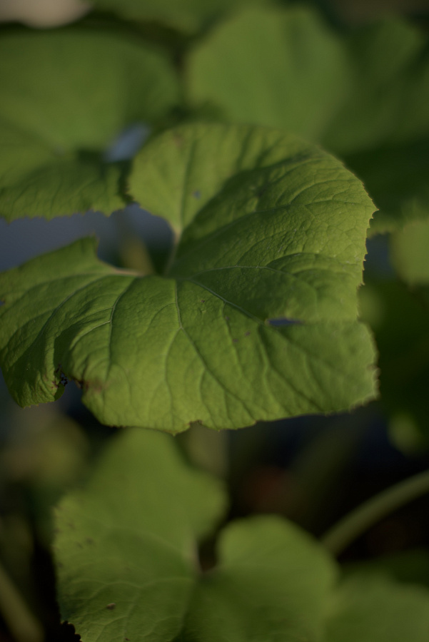 Белокопытник гибридный (Petasítes hýbridus)