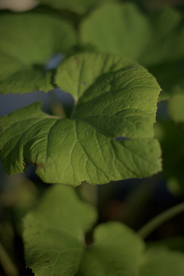 Белокопытник гибридный (Petasítes hýbridus)