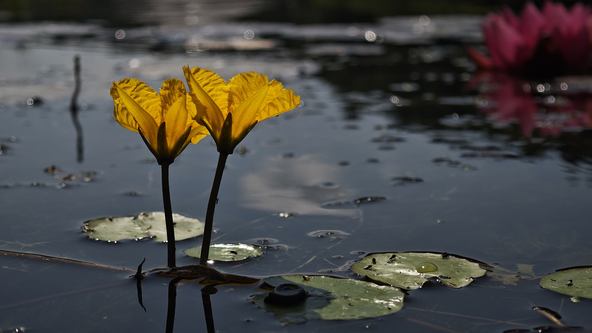 Нимфейник щётковидный (Nymphoides peltata) р9