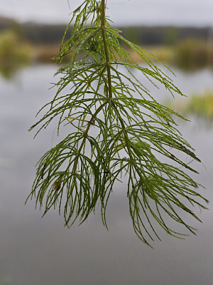 Роголистник 150-200мм (Ceratophyllum demersum) 6-10шт