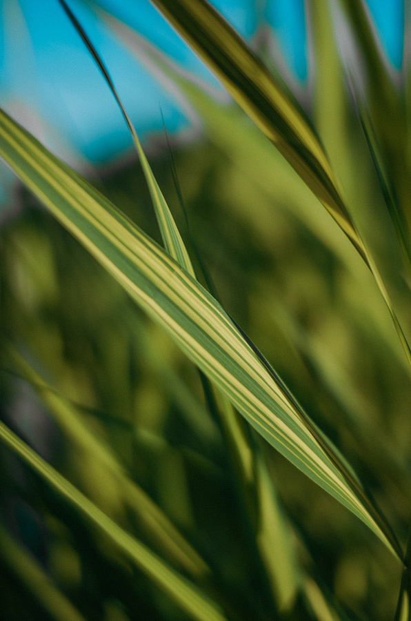 Тростник южный пестрый (Phragmites australis variegata)