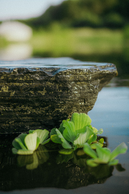 Пистия (Pistia)