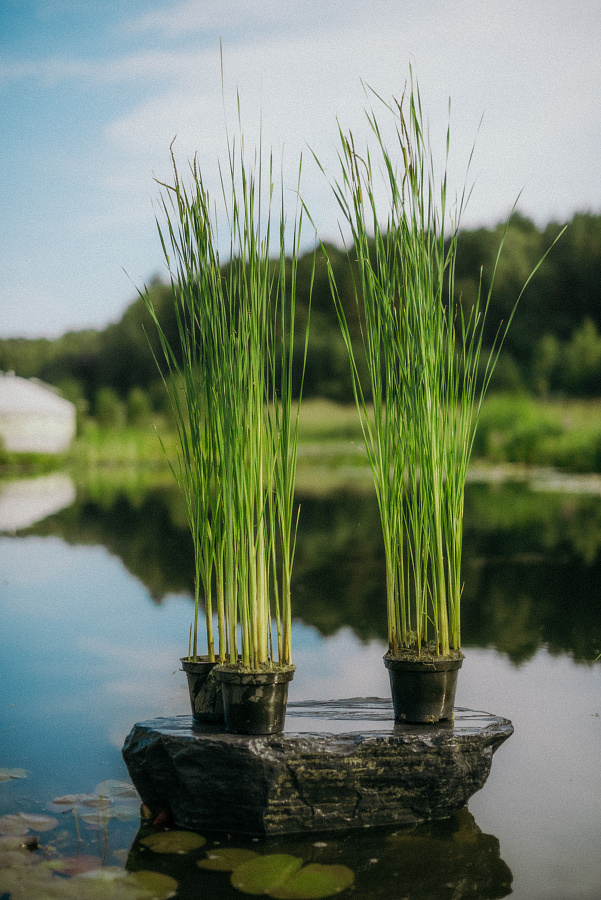 Рогоз грациозный (Typha gracilis)