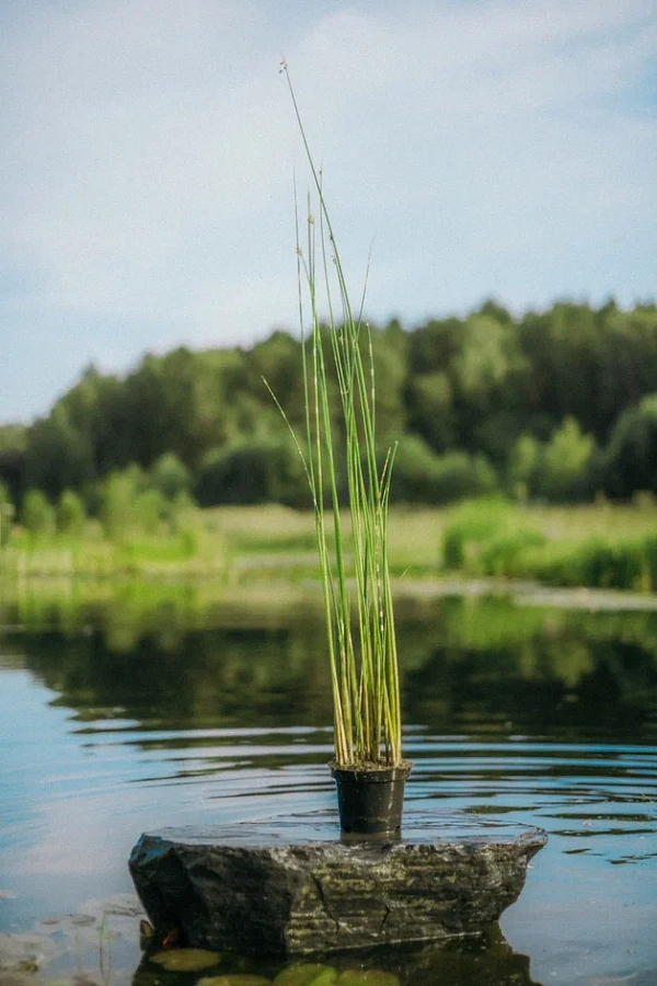 Камыш пестрый ʺZebrinusʺ (Scirpus tabernaemontani 'Zebrinus')