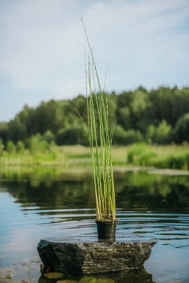 Камыш пестрый ʺZebrinusʺ (Scirpus tabernaemontani 'Zebrinus')