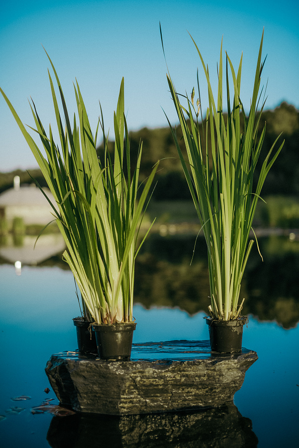 Ирис болотный (Iris pseudacorus)